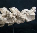 Articulated Platecarpus (Mosasaur) Verts - Kansas #8641-4